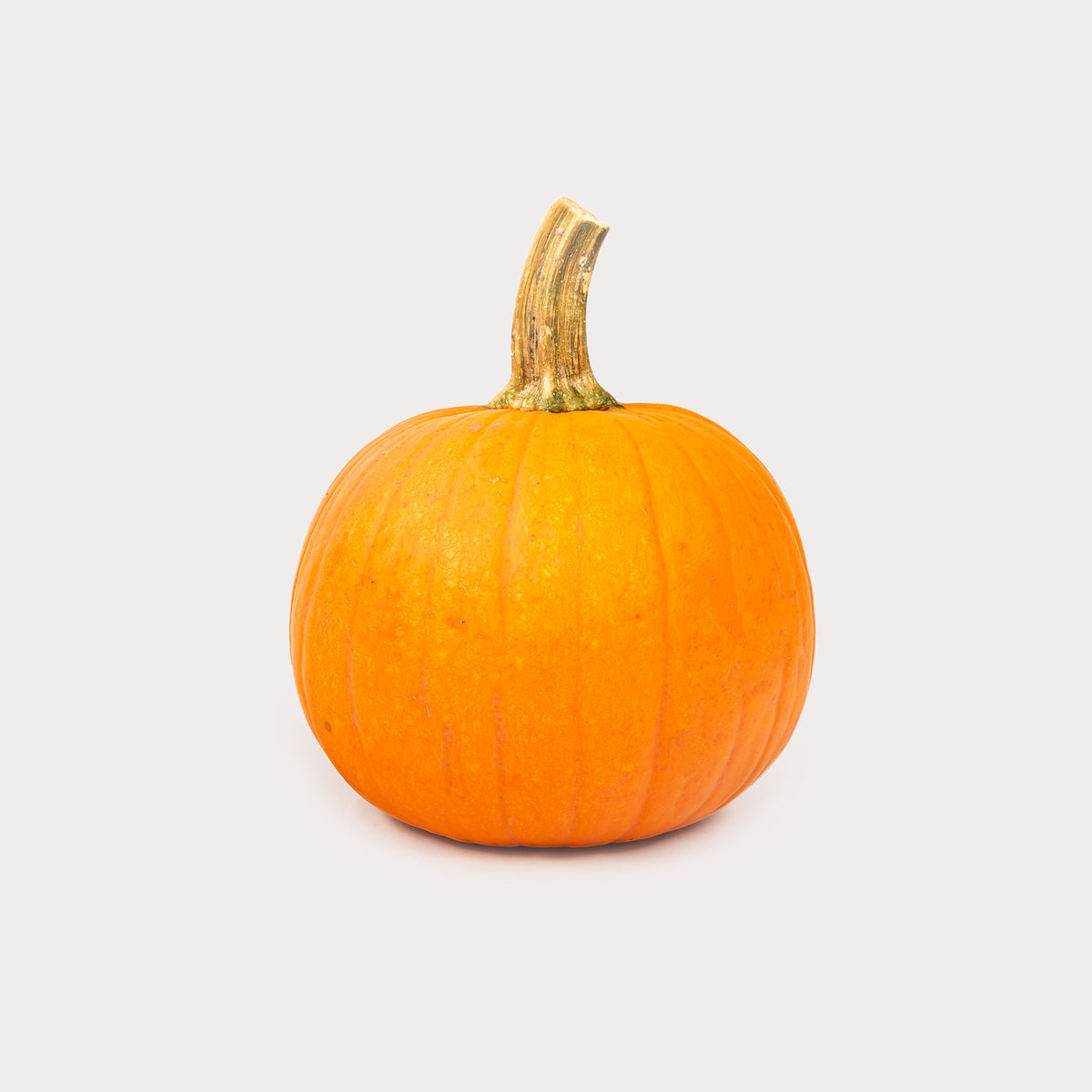 Local Pumpkin, Sugar