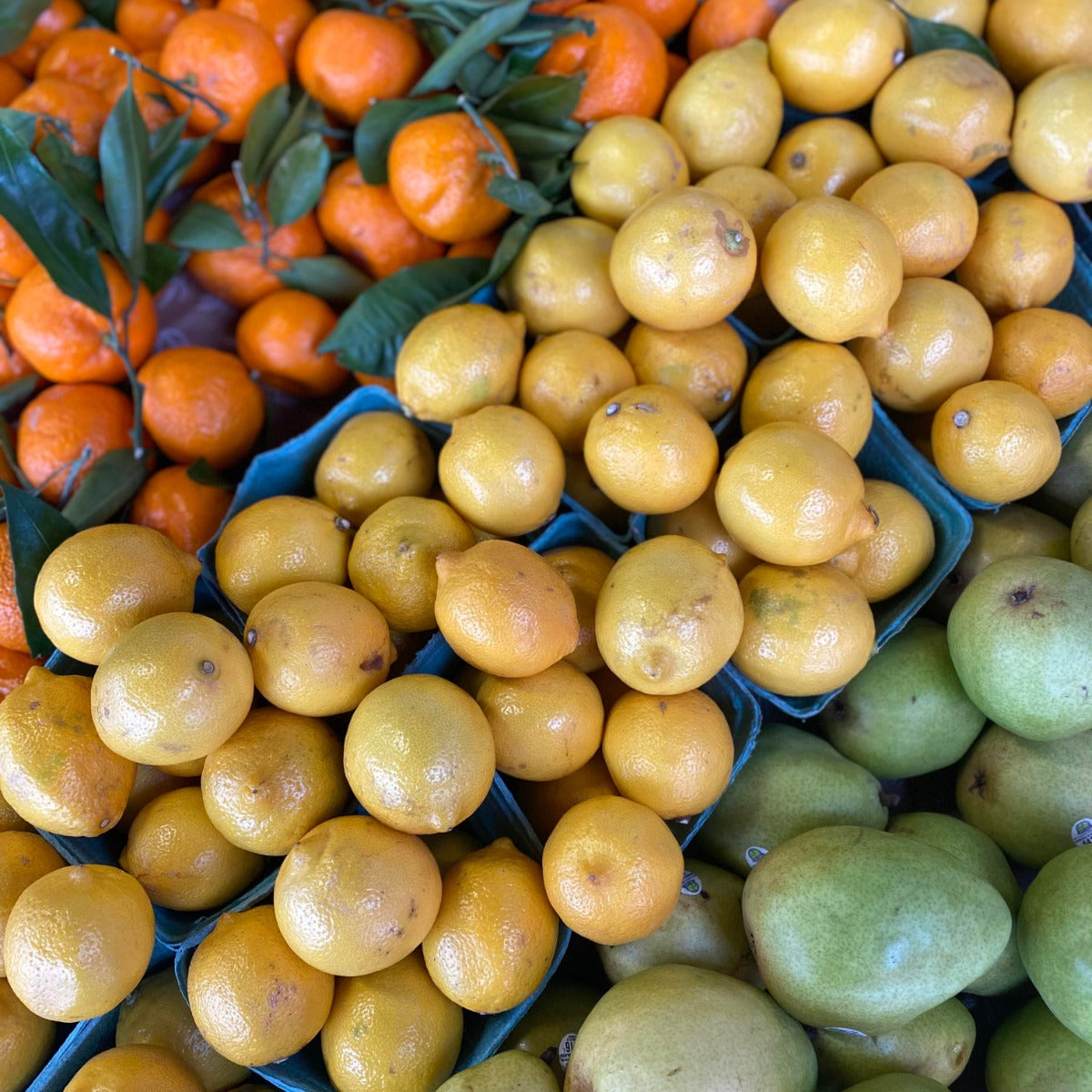 Rows of fresh lemons in blue boxes on display next to mandarins oranges and anjou pears.