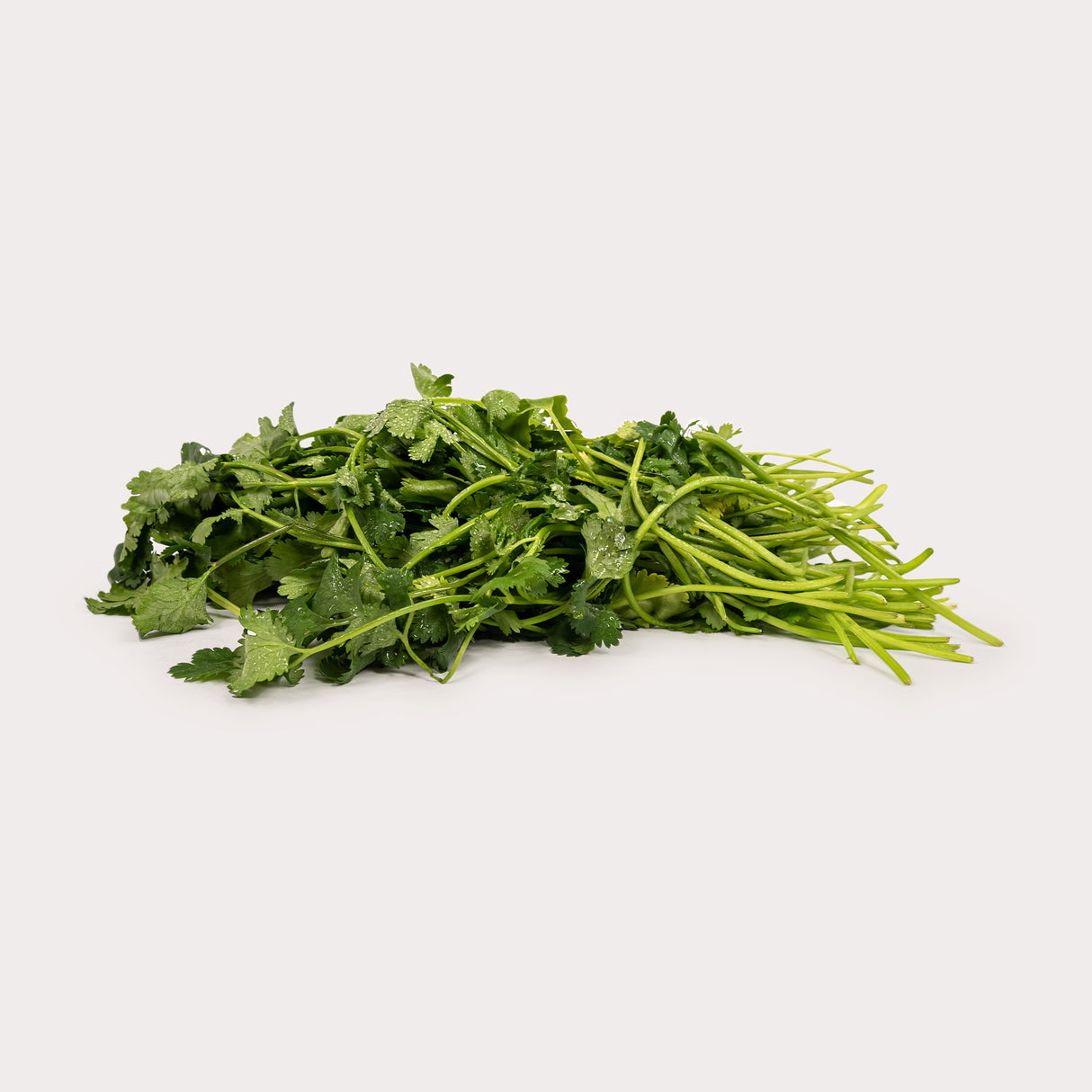 Cilantro