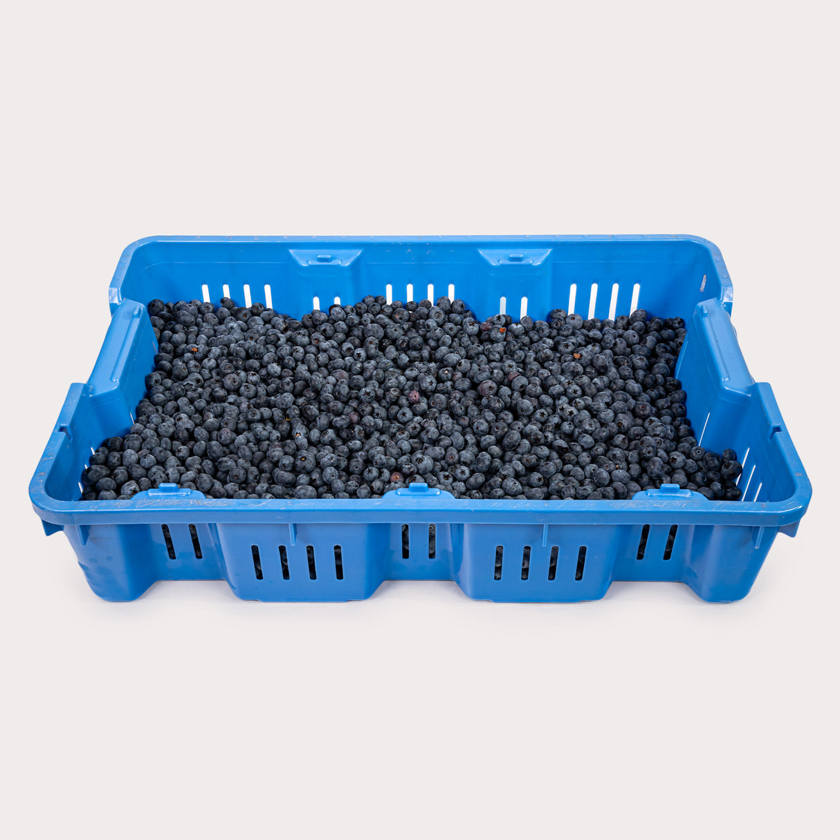 Local Blueberries, Case Lot