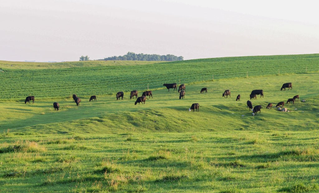 Free-range cattle grazing on green grass in open pasture with rolling hills.