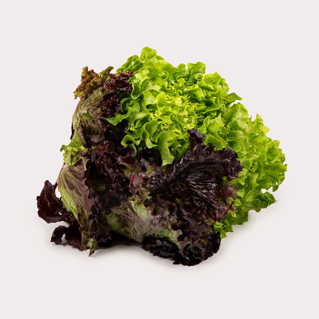 Living Lettuce, Trio Red & Green Leaf