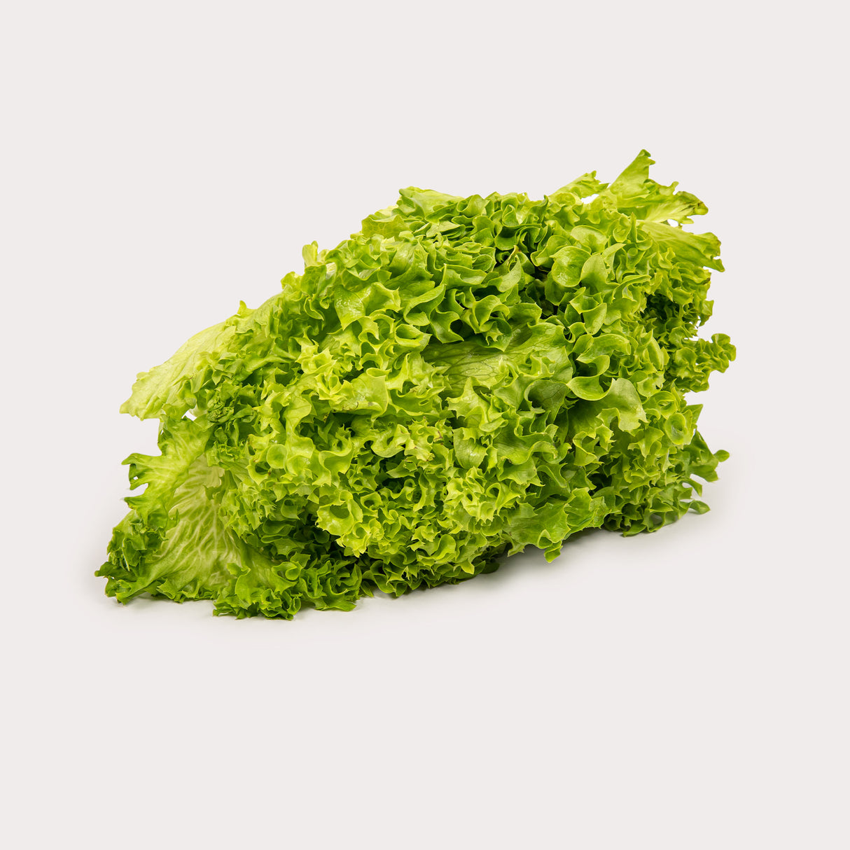 Living Lettuce, Green Leaf