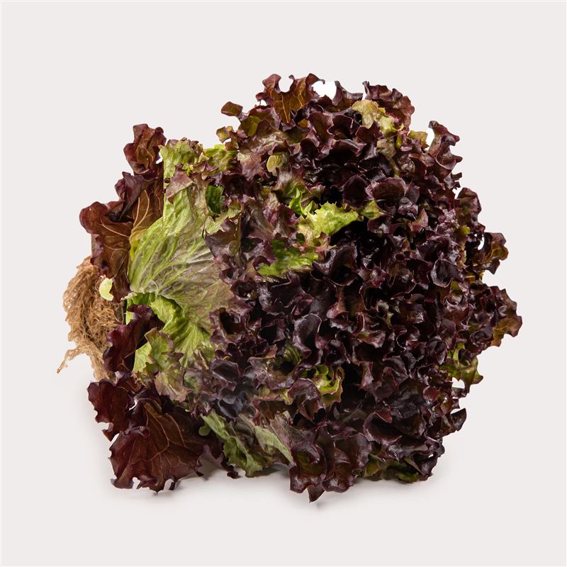 Living Lettuce, Red Leaf