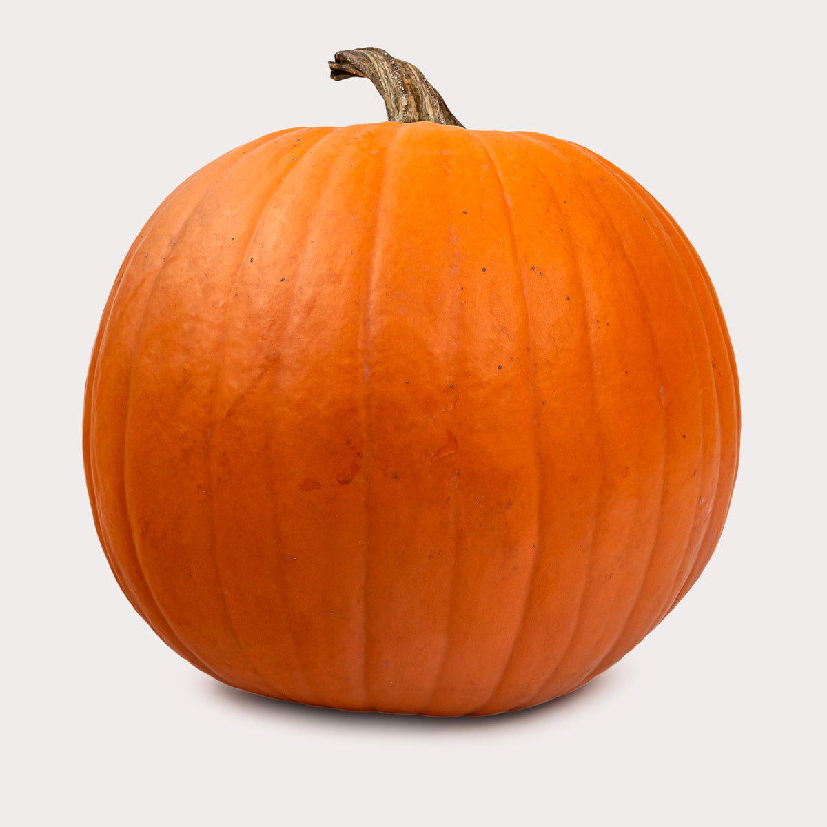 Local Pumpkin, Orange