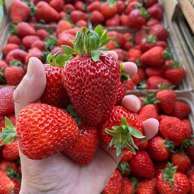 Local Strawberries