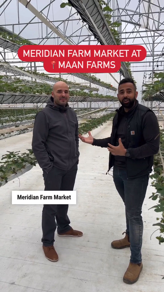 Nick meeting with local family business Maan Farms in their new strawberry greenhouse to discuss sustainable produce growing practices.