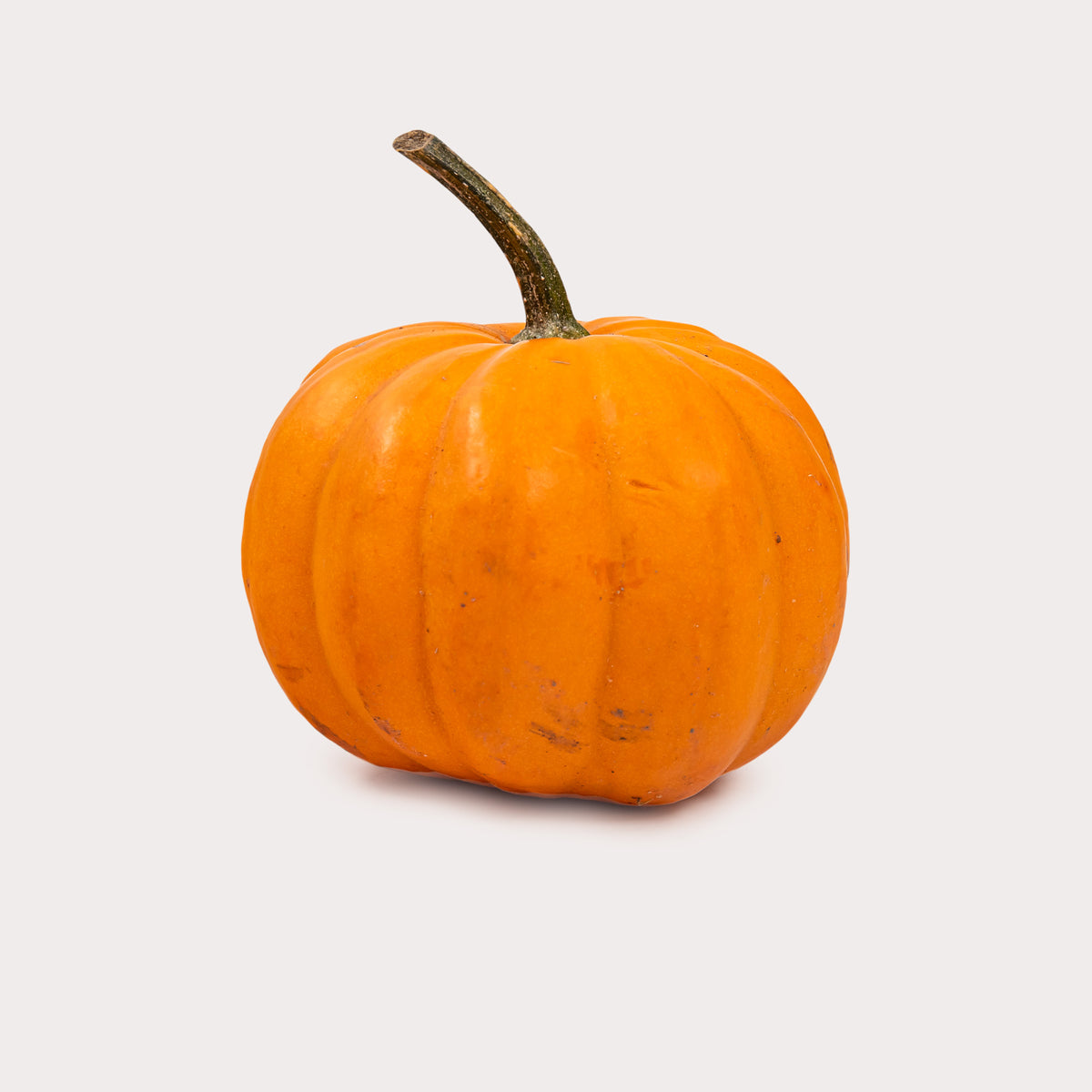 Local Pumpkin, Mini