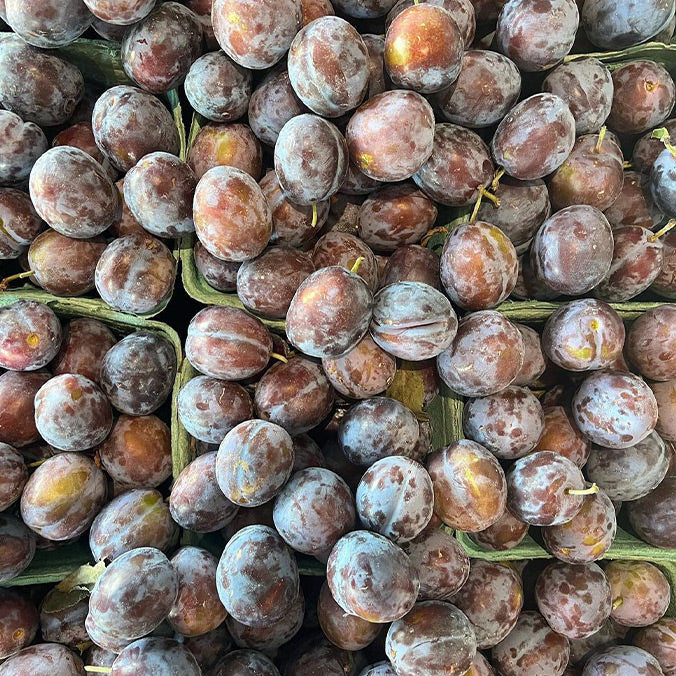Local Plums, Prune