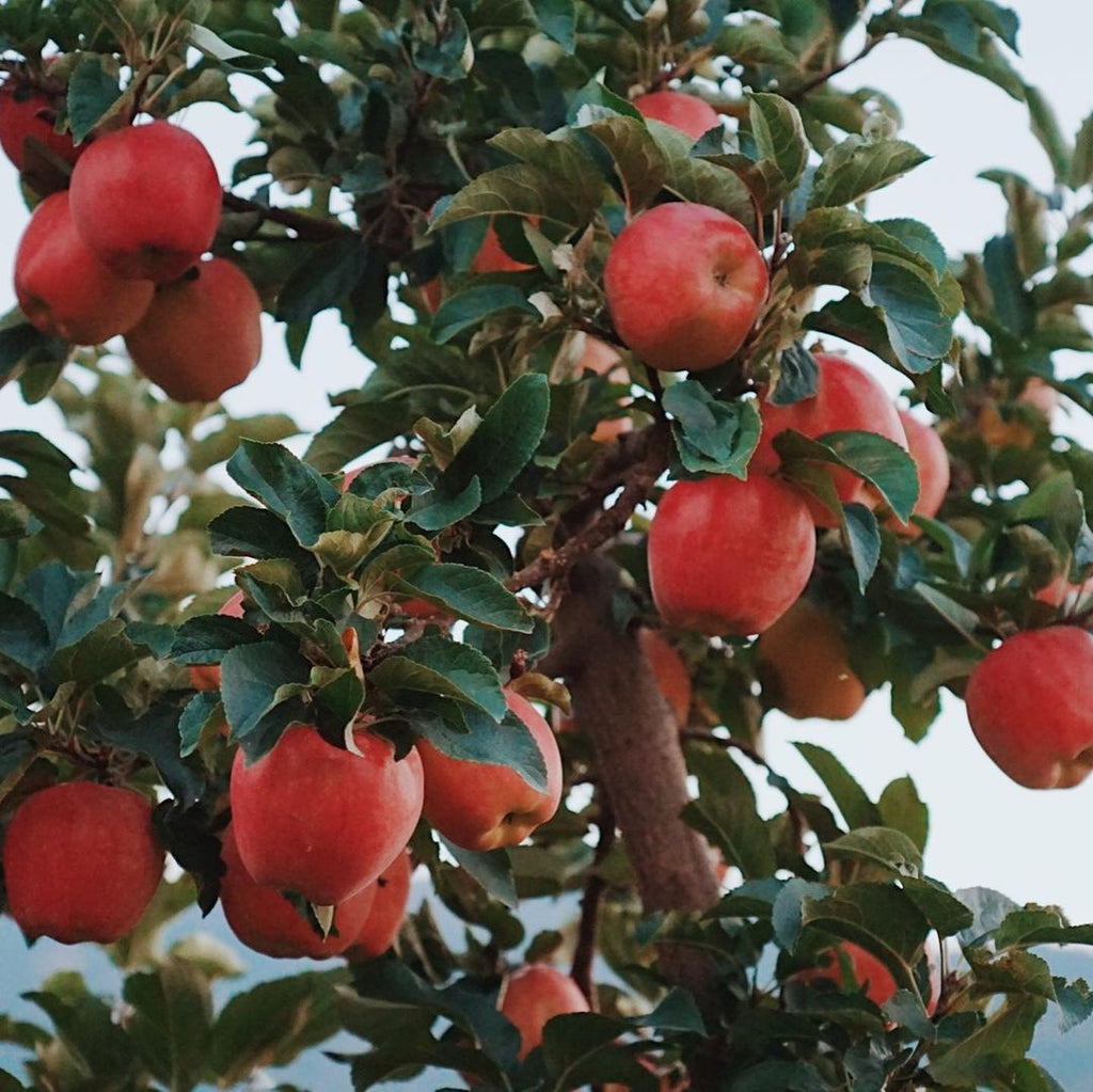 A tree branch filled with ripe pink lady apples and leaves