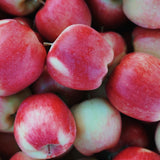 Close up of a mound of local ambrosia apples