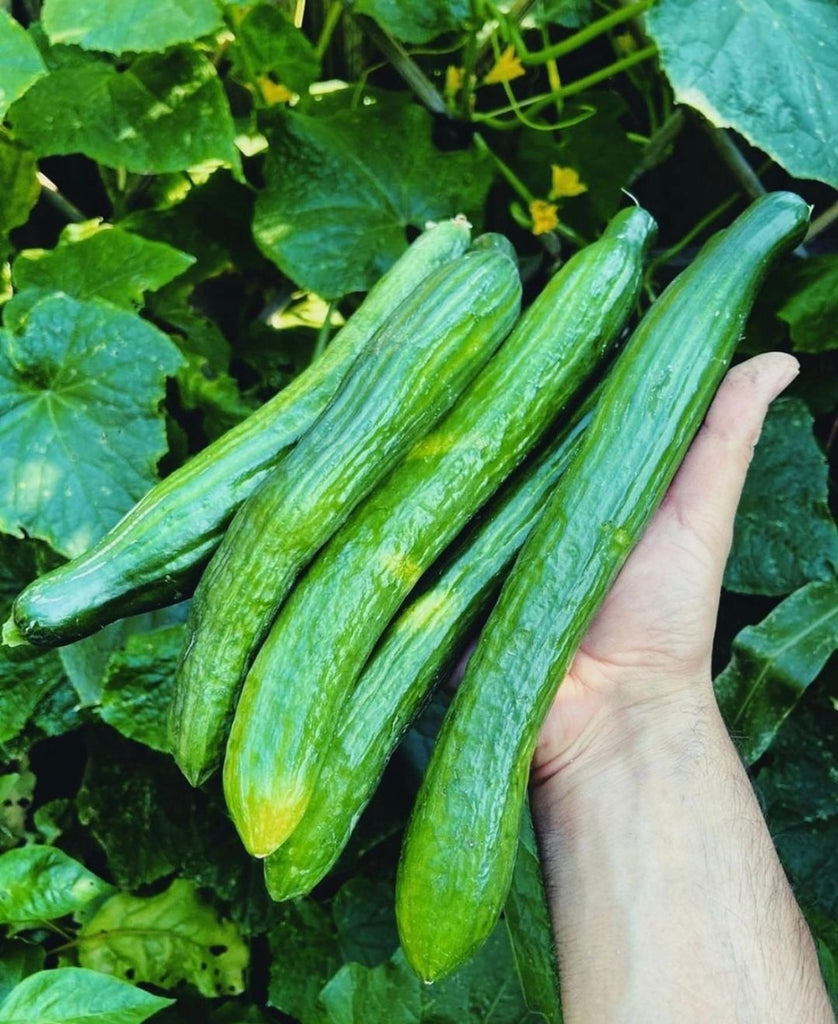 5 Long English cucumbers being held up close from underneath shrubs.