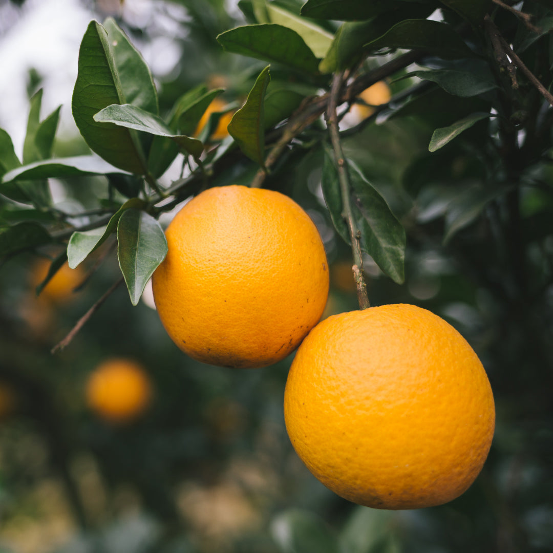 Oranges, Large Navel