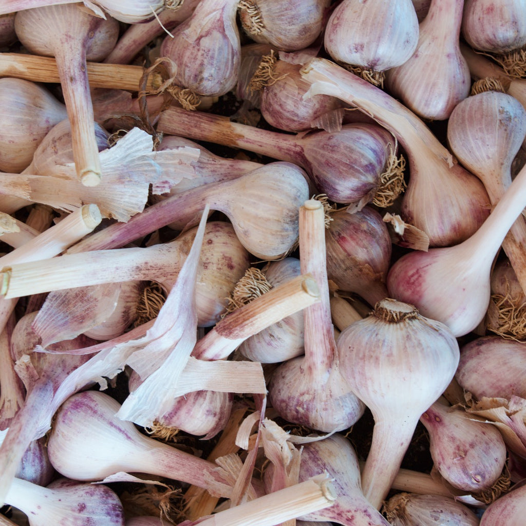 A pile of red Russian garlic close up.