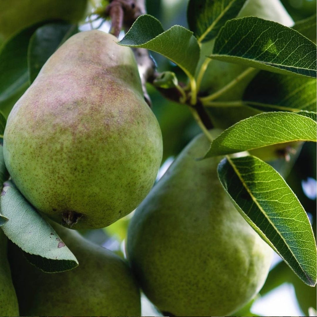 Anjou Pears on a leafy branch in a close up photo.