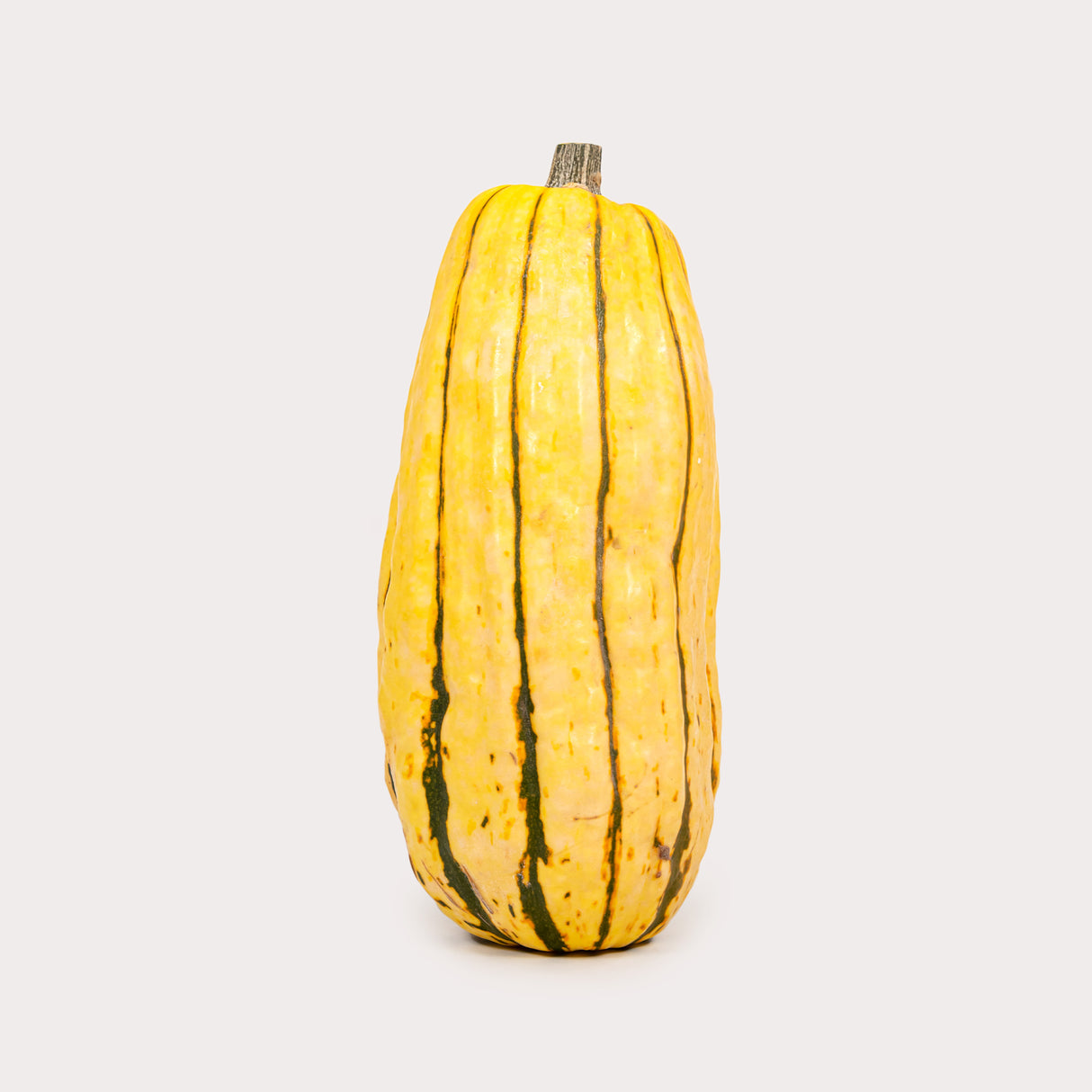 Squash, Delicata