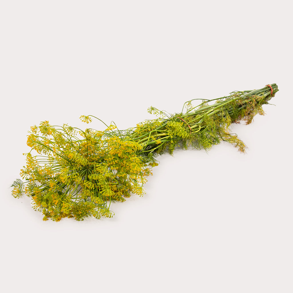Local Dill Weed