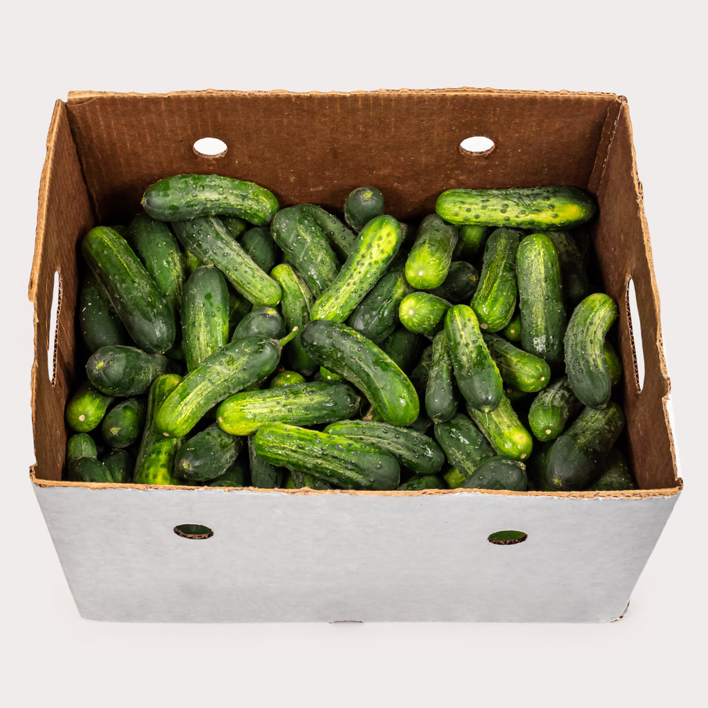 Local Cucumber, Pickling Case Lot