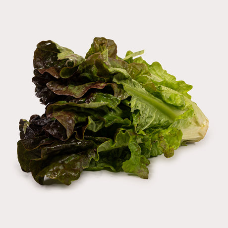 Lettuce, Red Leaf