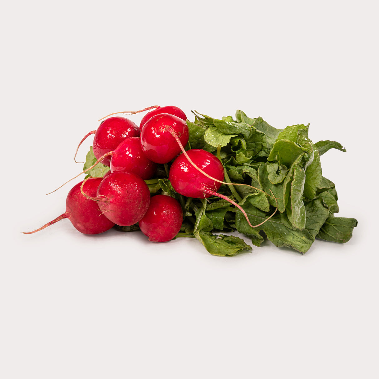 Radishes, Red